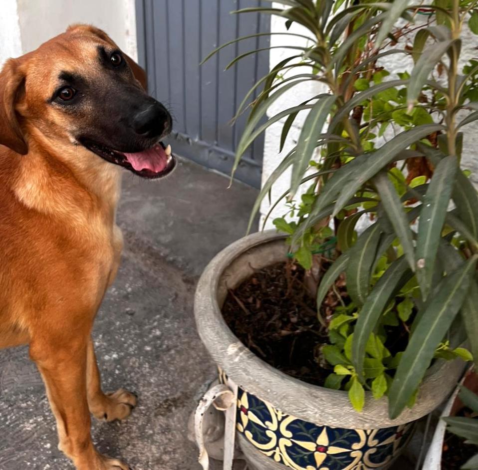 Cassie, an adoptable Terrier in Mexicali, BCN, 21280 | Photo Image 3
