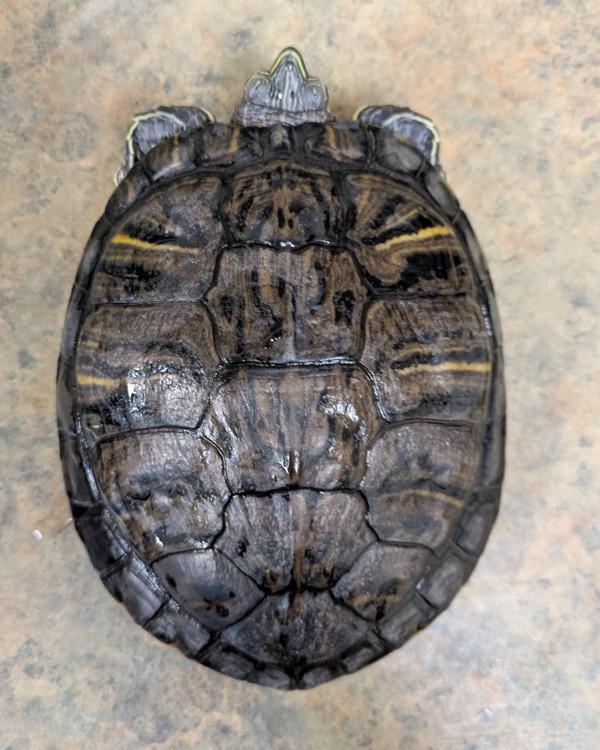 Sol, Adoptable, Senior Male Turtle.