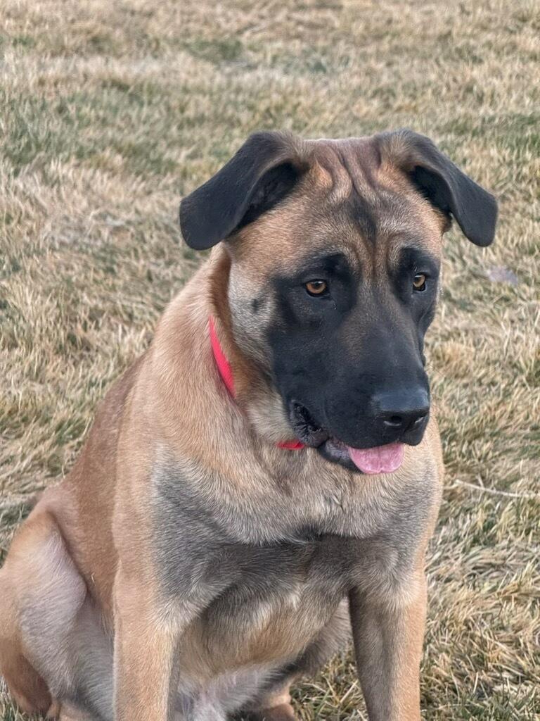 Marlon - Courtesy Listing see info , Adoptable, Adult Male Mixed Breed.