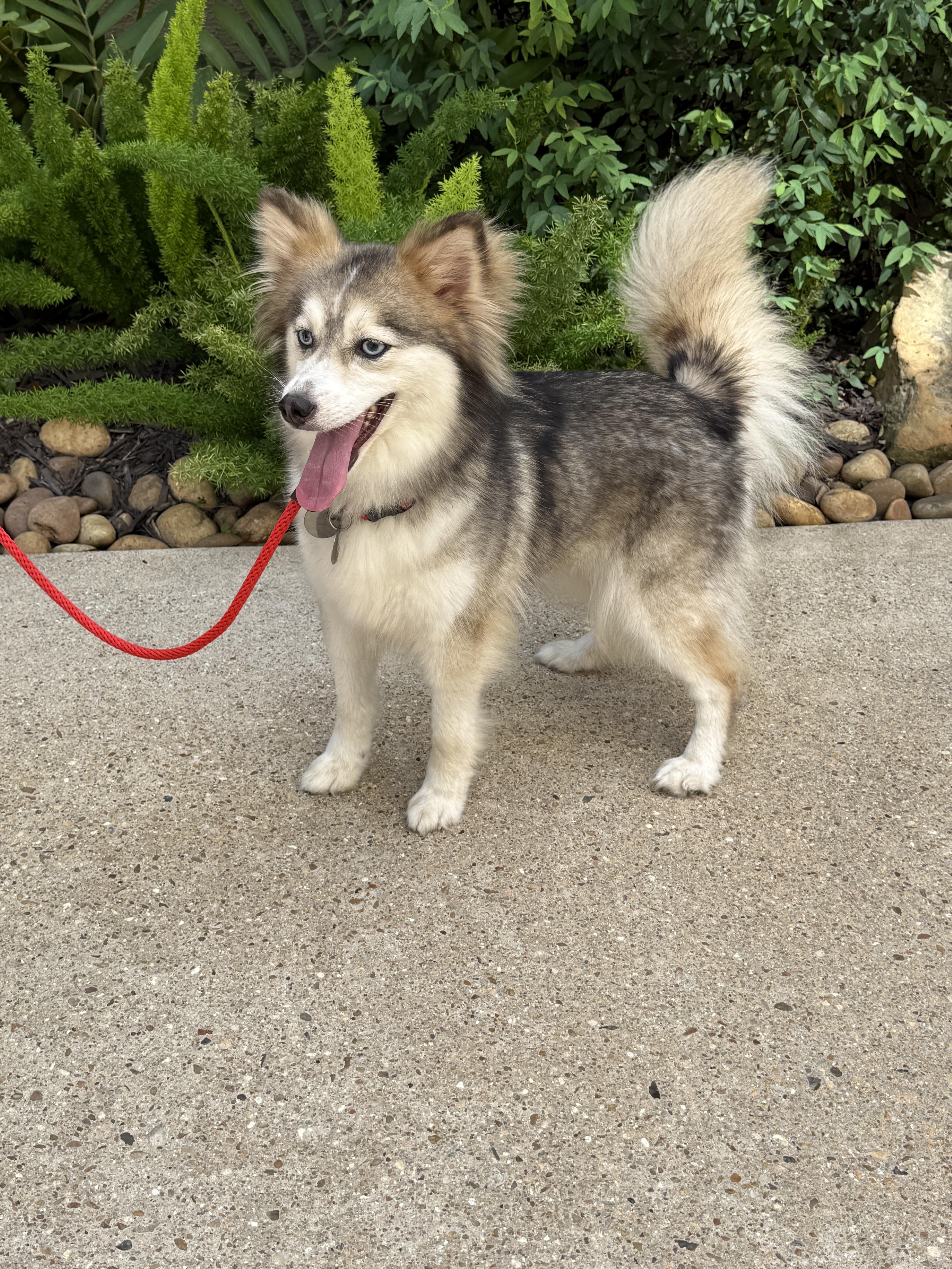Kate & Hudson, an adoptable Pomsky in Houston, TX, 77002 | Photo Image 6