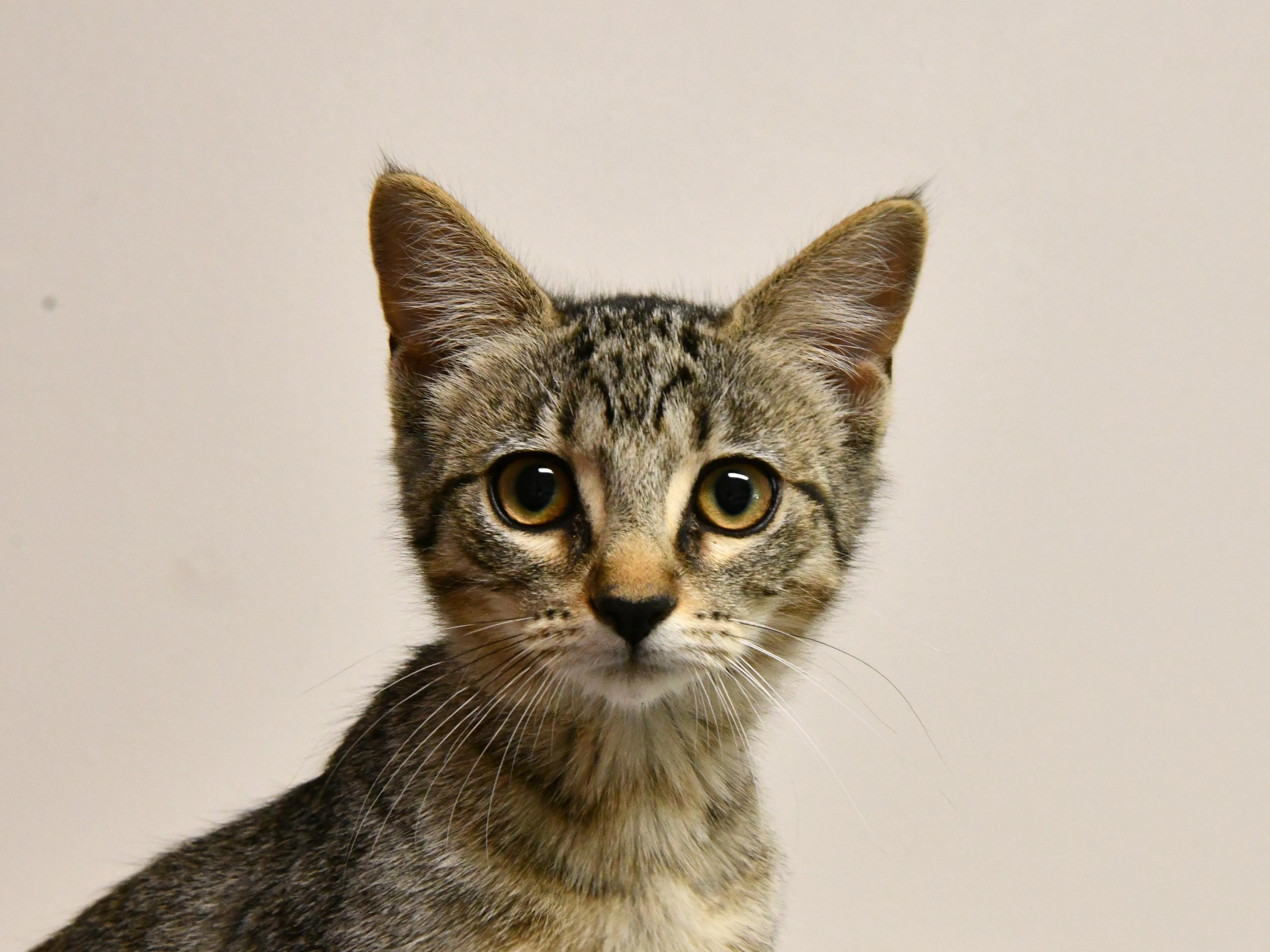 Enlarge Boysenberry, an adopted Domestic Short Hair in Fairhope, AL image 1/1