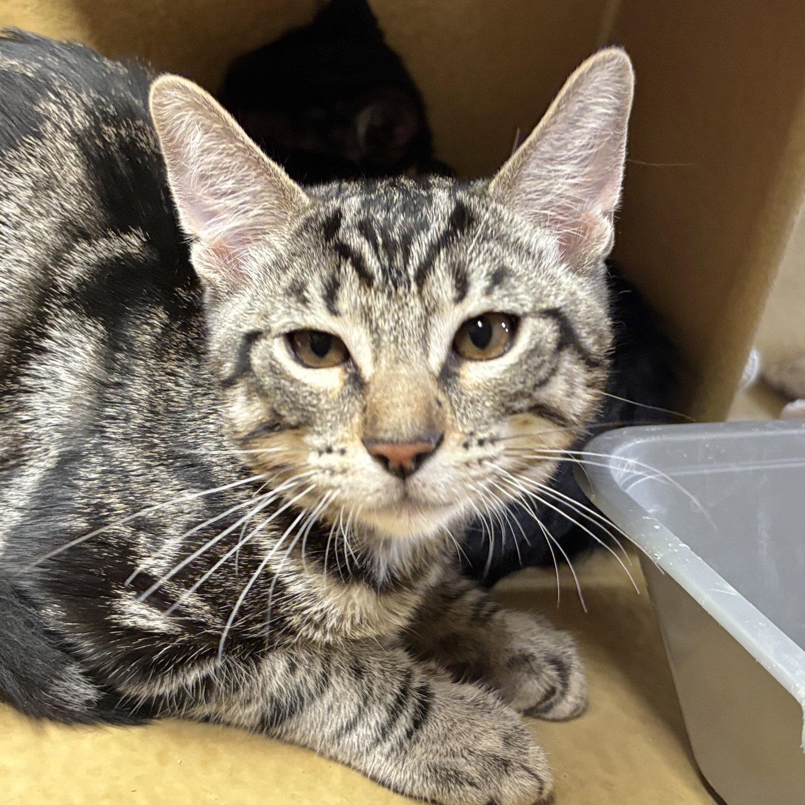 Enlarge Camo, a Adopted Domestic Short Hair in Sonora, CA image 1/1