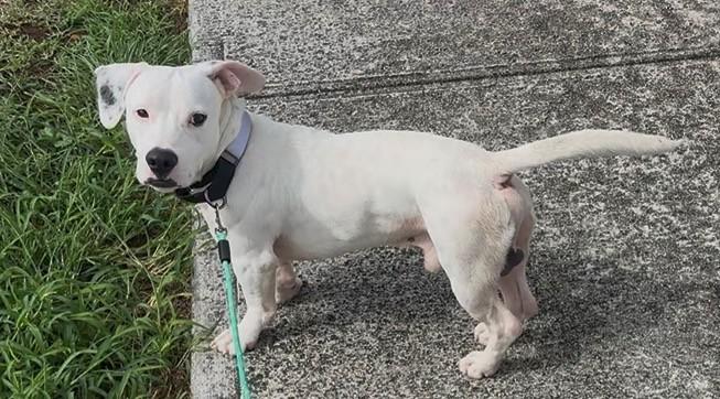 Enlarge Thor, a ADOPTABLE mixed breed in Huntington, NY image 5/5