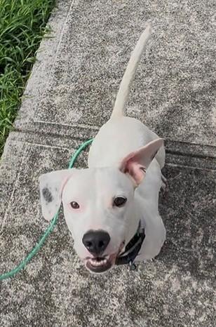 Enlarge Thor, a ADOPTABLE mixed breed in Huntington, NY image 2/5