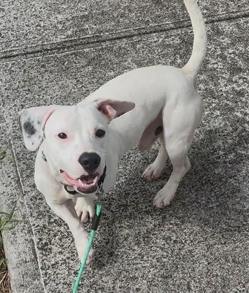 Enlarge Thor, a ADOPTABLE mixed breed in Huntington, NY image 4/5