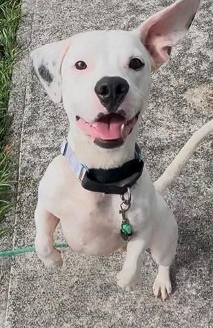 Enlarge Thor, a ADOPTABLE mixed breed in Huntington, NY image 1/5