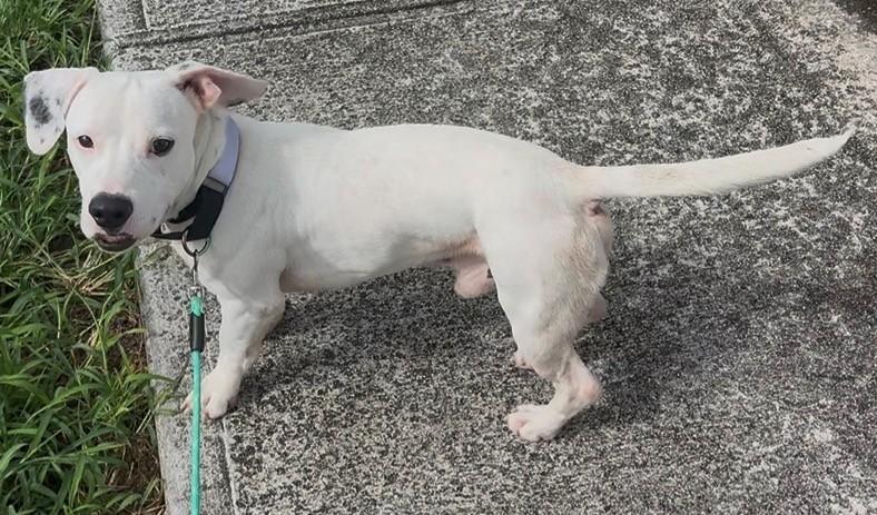 Enlarge Thor, a ADOPTABLE mixed breed in Huntington, NY image 3/5