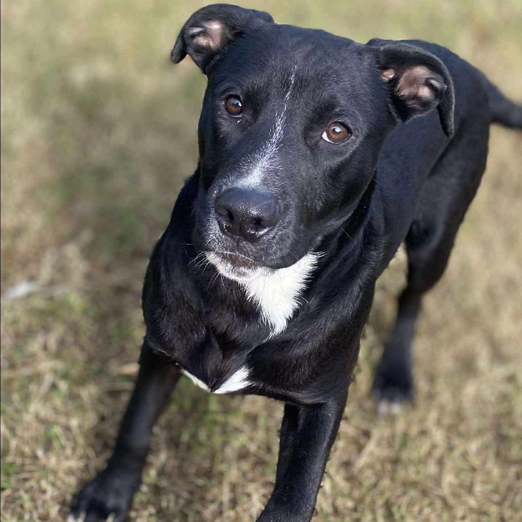 Elliott, Adoptable, Young Male Mixed Breed & Mixed Breed.