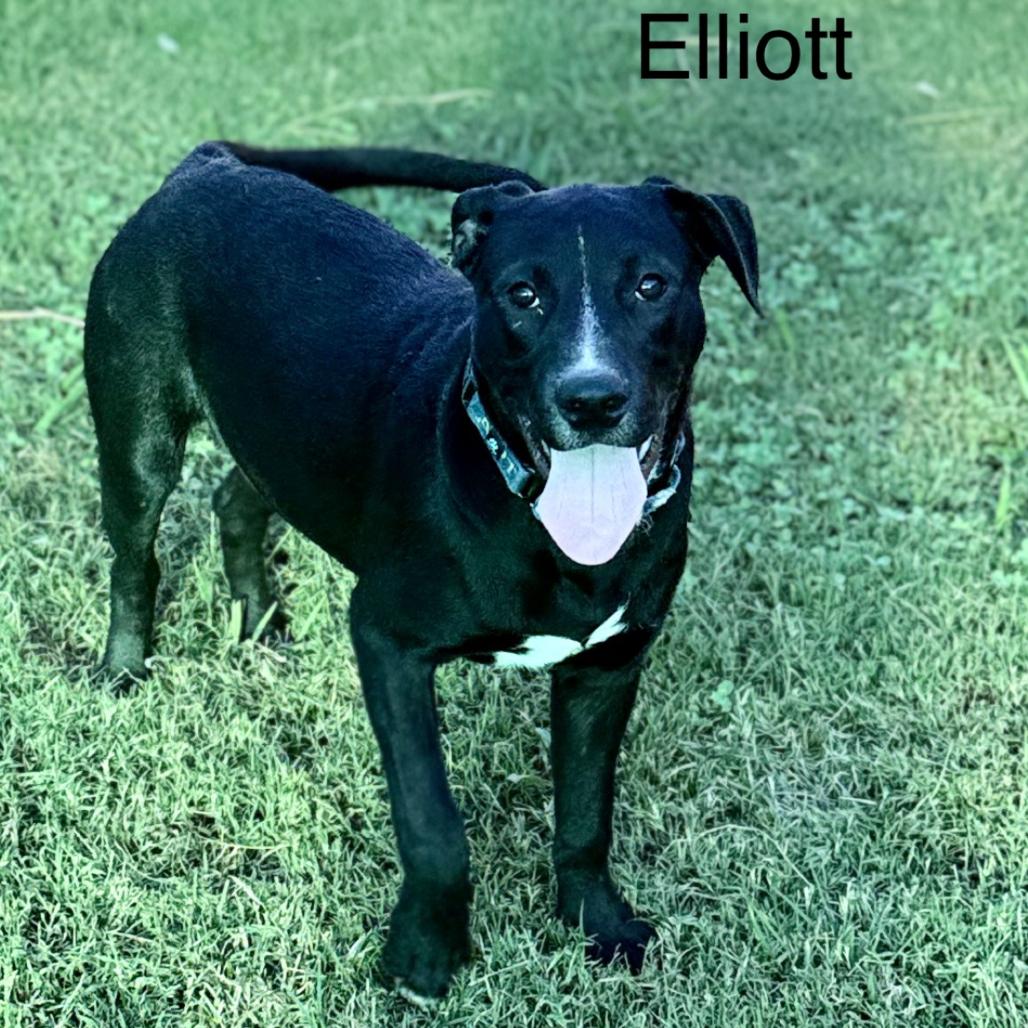 Enlarge Elliott, a Adoptable mixed breed in Caryville, TN image 2/4