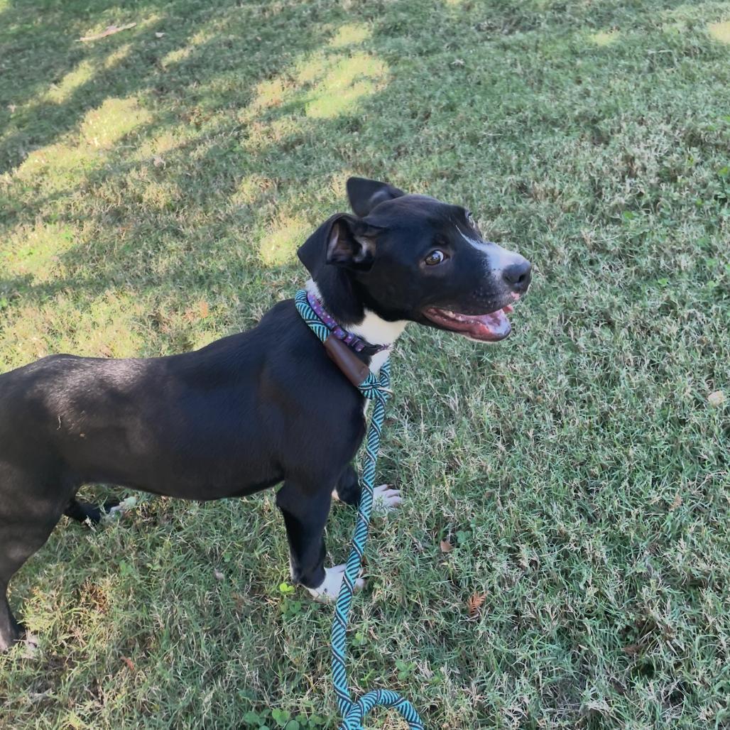 Bam-bam, a Adoptable mixed breed in Cordova, TN image 1/6