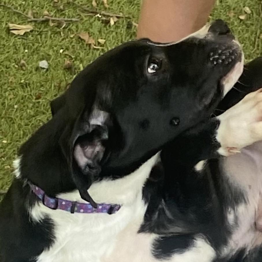 Bam-bam, a Adoptable mixed breed in Cordova, TN image 2/6