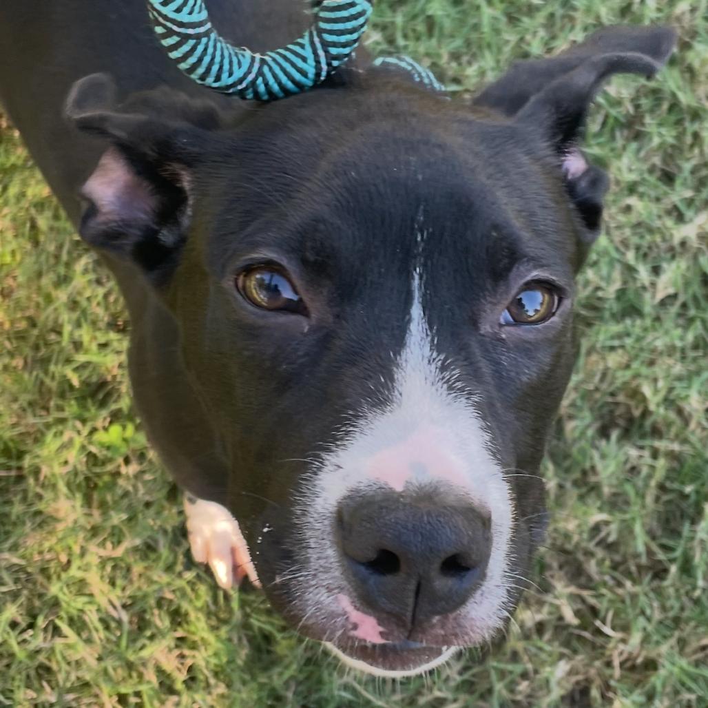 Bam-bam, a Adoptable mixed breed in Cordova, TN image 3/6