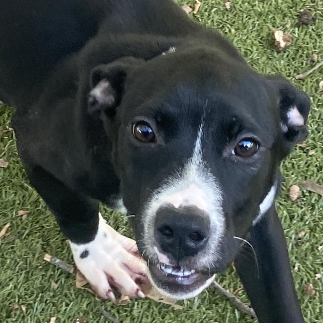 Bam-bam, a Adoptable mixed breed in Cordova, TN image 4/6