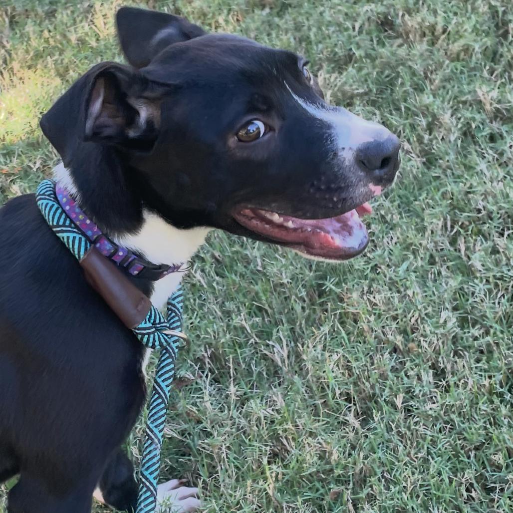 Bam-bam, a Adoptable mixed breed in Cordova, TN image 5/6