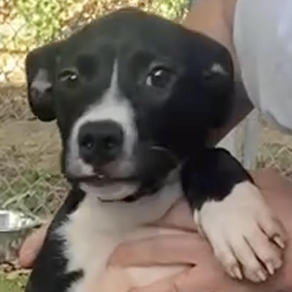 Bam-bam, a Adoptable mixed breed in Cordova, TN image 6/6