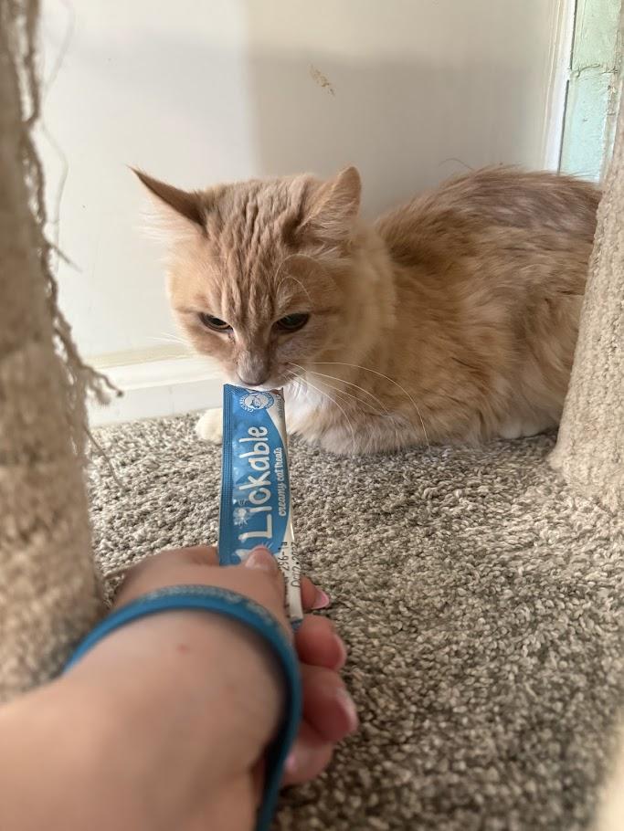 Enlarge Shrimp, a ADOPTABLE mixed breed in Winona, MN image 5/6