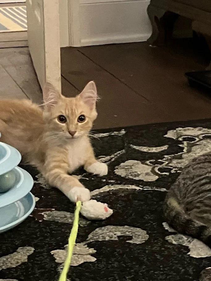 Enlarge Shrimp, a ADOPTABLE mixed breed in Winona, MN image 6/6