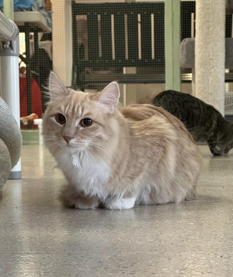 Enlarge Shrimp, a ADOPTABLE mixed breed in Winona, MN image 1/6