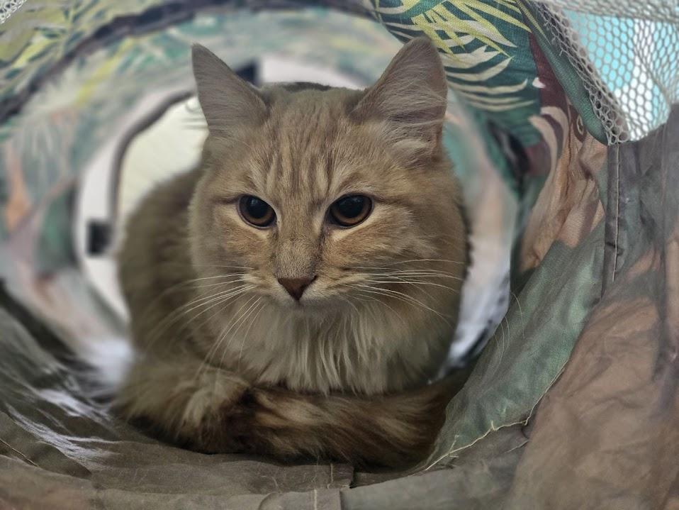 Enlarge Shrimp, a ADOPTABLE mixed breed in Winona, MN image 3/6