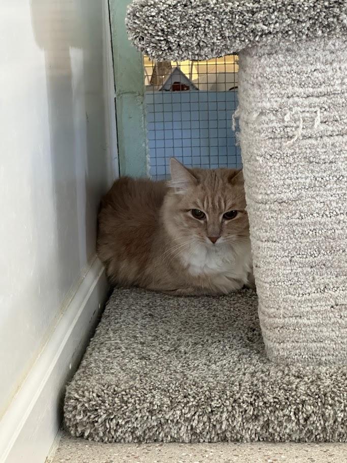 Enlarge Shrimp, a ADOPTABLE mixed breed in Winona, MN image 5/6