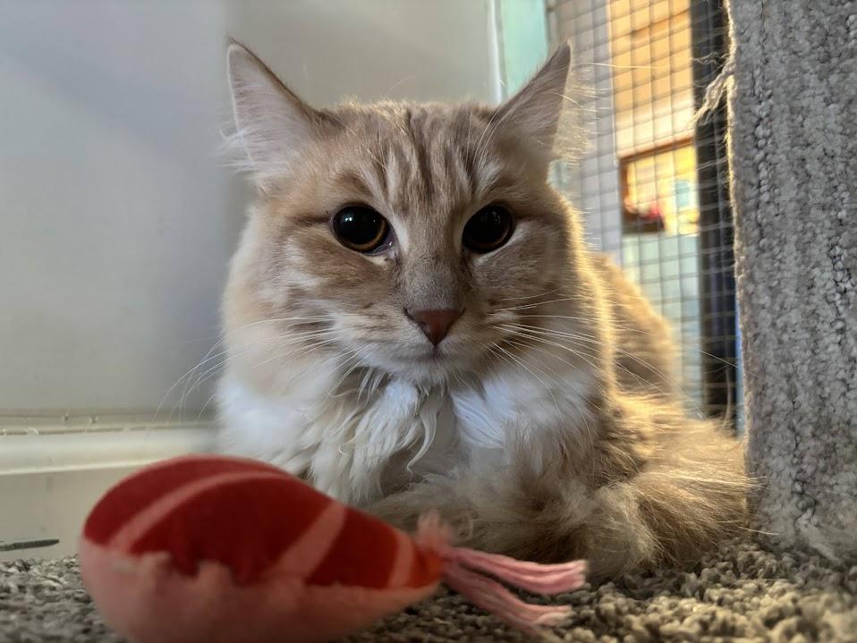 Enlarge Shrimp, a ADOPTABLE mixed breed in Winona, MN image 2/6