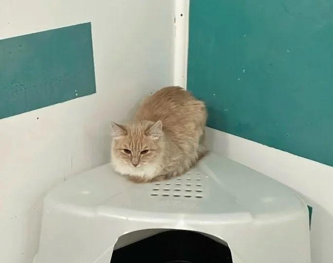 Enlarge Shrimp, a ADOPTABLE mixed breed in Winona, MN image 2/6