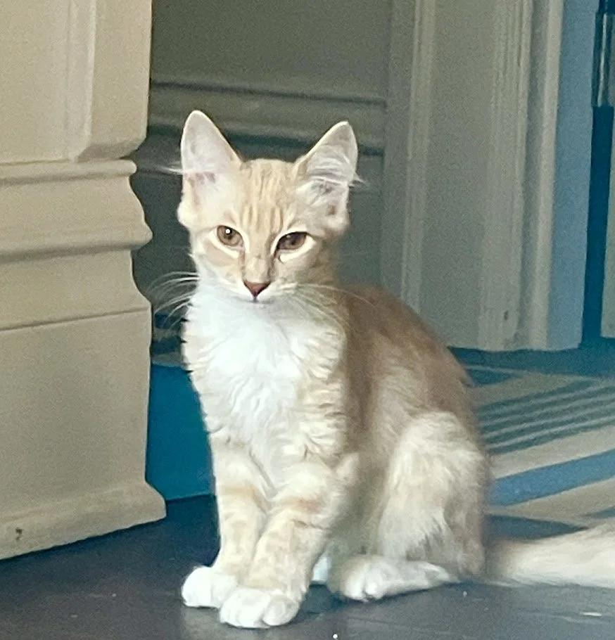 Enlarge Shrimp, a ADOPTABLE mixed breed in Winona, MN image 3/6