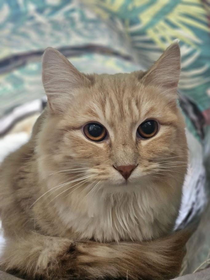 Shrimp, ADOPTABLE, Young Female Domestic Long Hair.