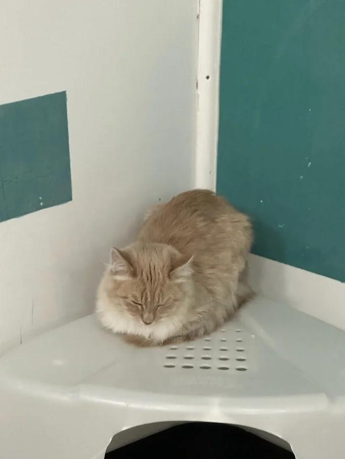 Enlarge Shrimp, a ADOPTABLE mixed breed in Winona, MN image 4/6