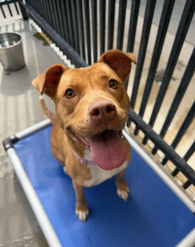 Enlarge SUNNY, a Adoptable Pit Bull Terrier in Santa Maria, CA image 1/1