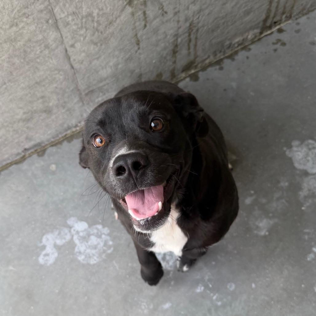 Enlarge Rebel, a Adoptable Mixed Breed in Danville, KY image 1/1