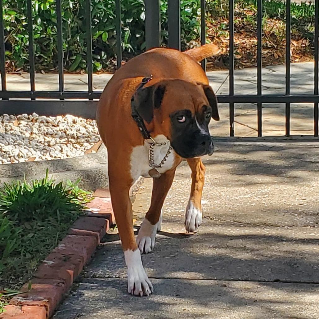 Dini, an adopted Boxer in Tallahassee, FL image 2/6