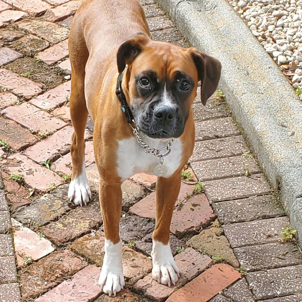 Dini, an adopted Boxer in Tallahassee, FL image 4/6