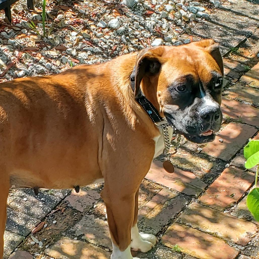 Dini, an adopted Boxer in Tallahassee, FL image 3/6