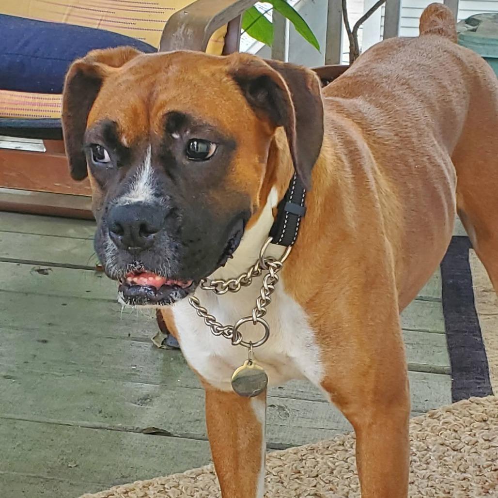 Dini, an adopted Boxer in Tallahassee, FL image 6/6