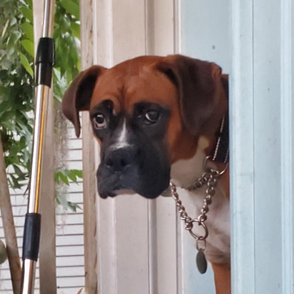 Dini, an adopted Boxer in Tallahassee, FL image 5/6