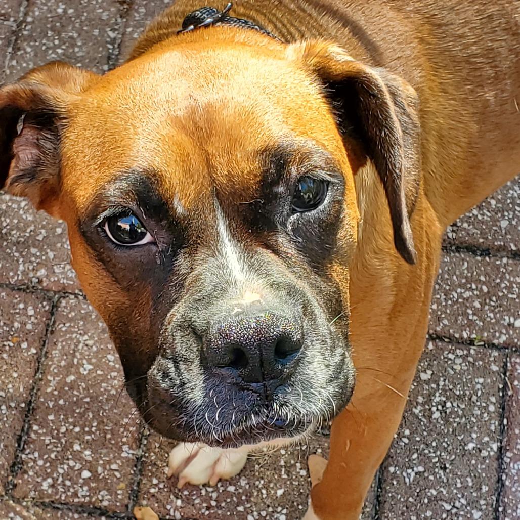 Dini, an adopted Boxer in Tallahassee, FL image 1/6