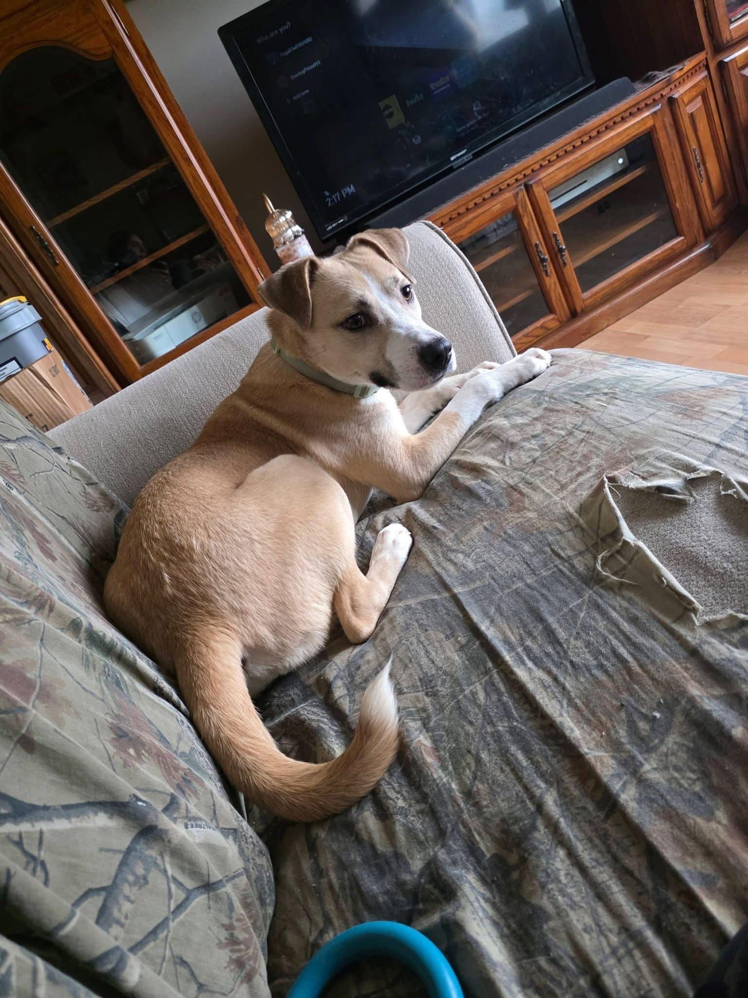 Enlarge Boomer, a Adoptable mixed breed in Anabel, MO image 1/3