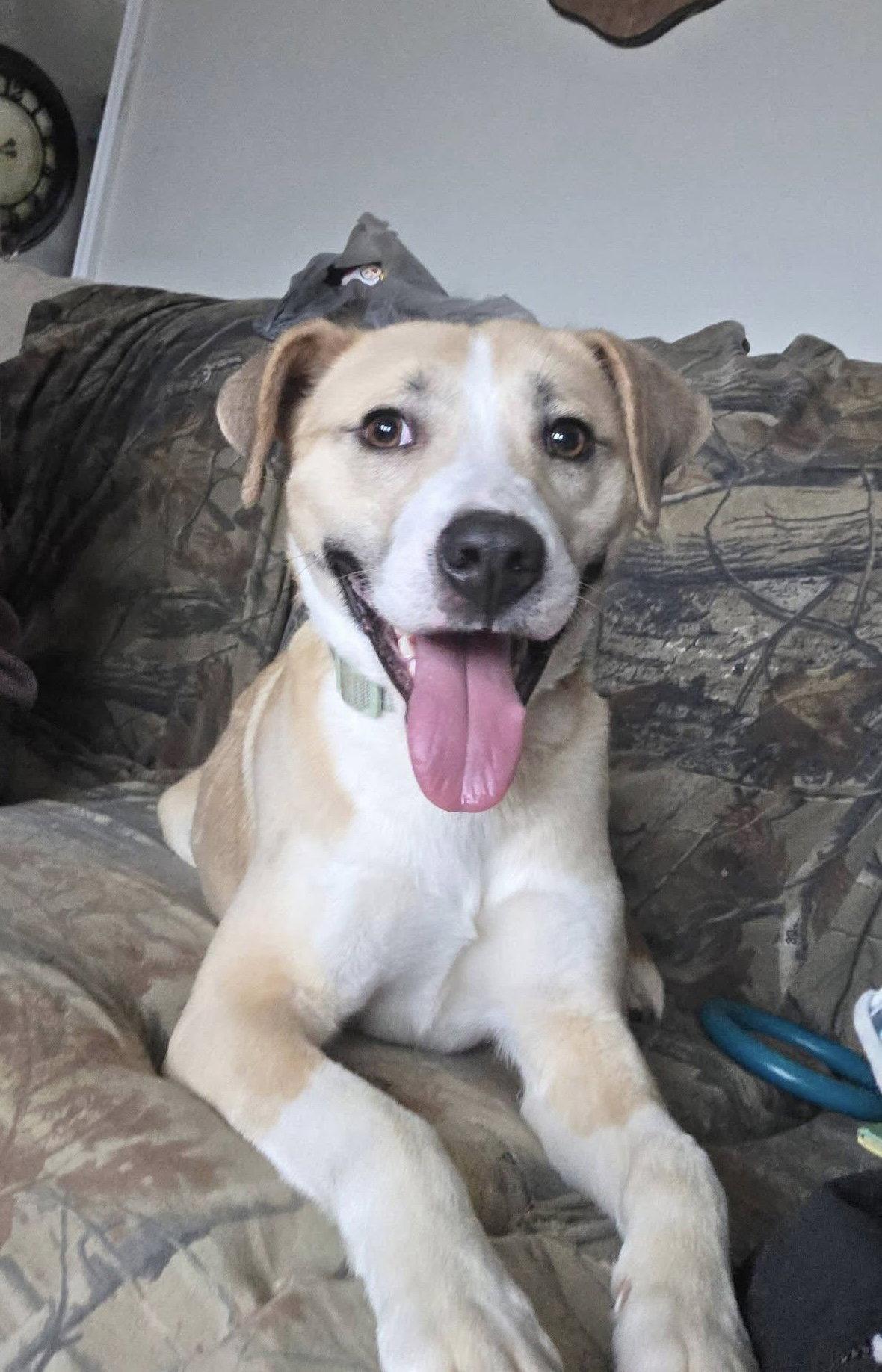 Boomer, Adoptable, Young Male Labrador Retriever & Husky.