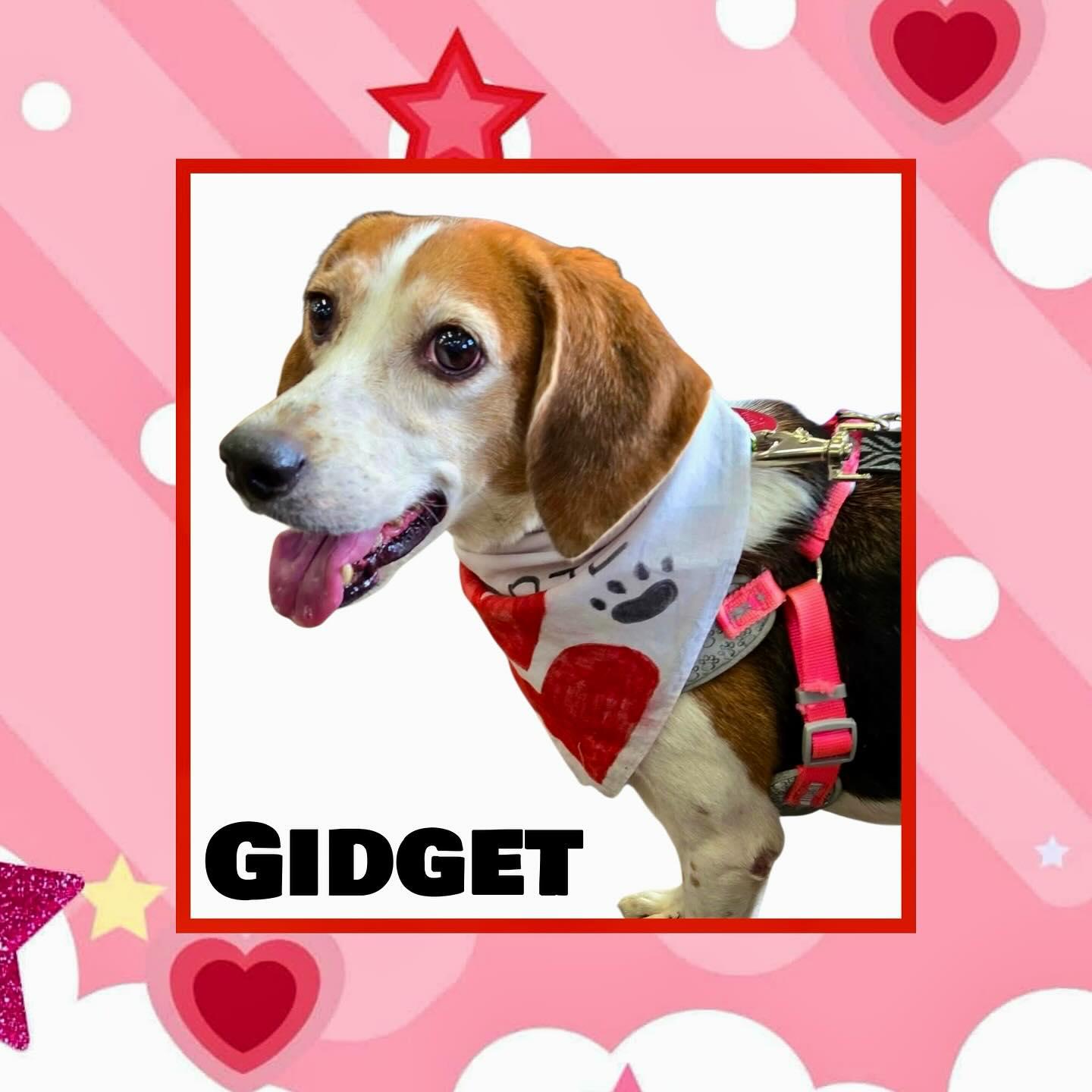 Gidget