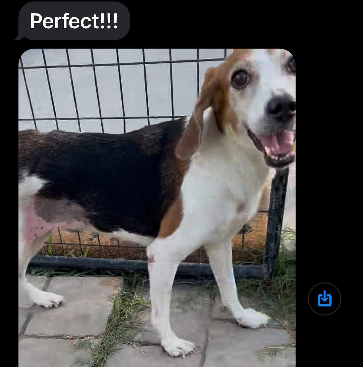 Gidget thumbnail 3