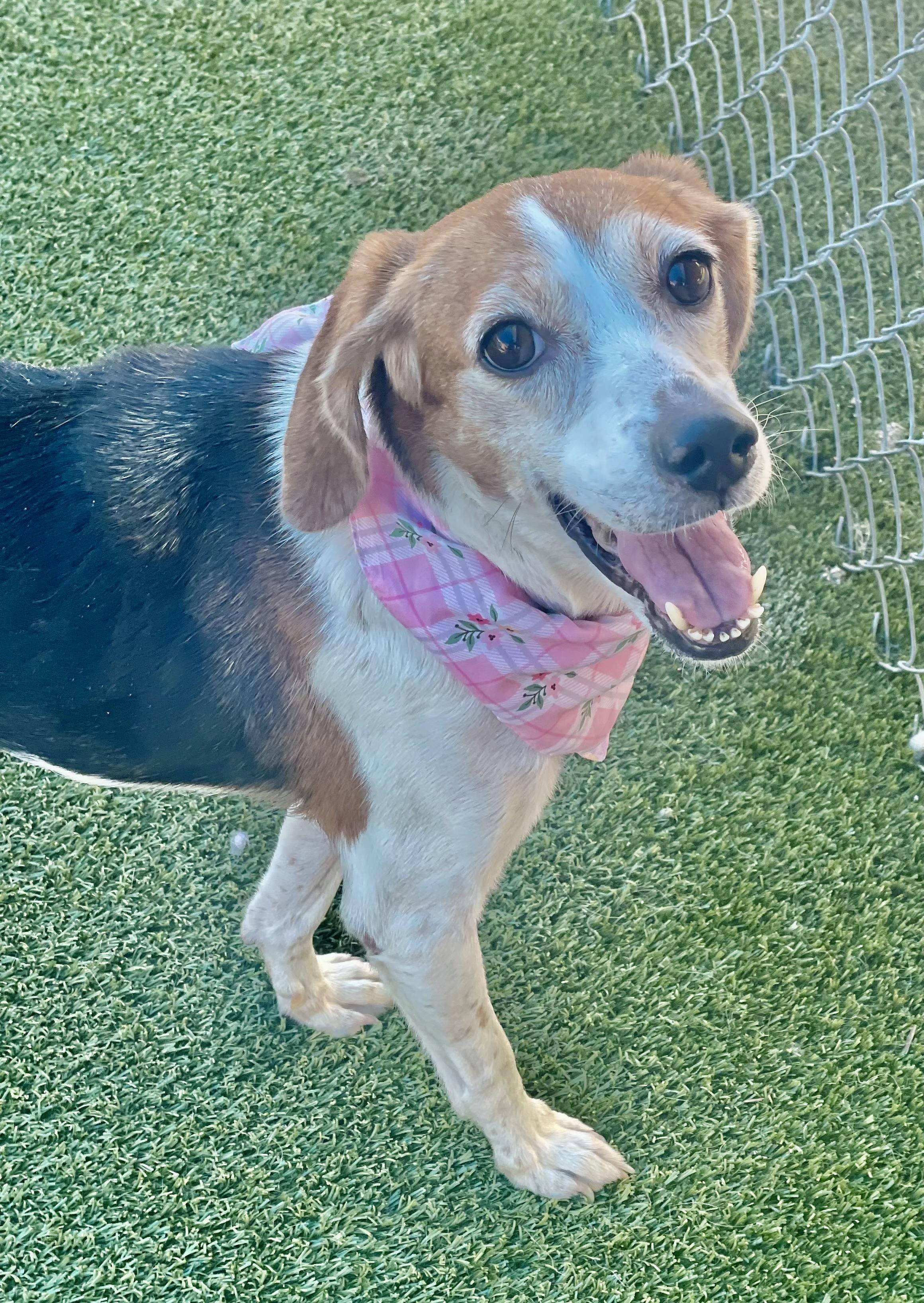 Gidget