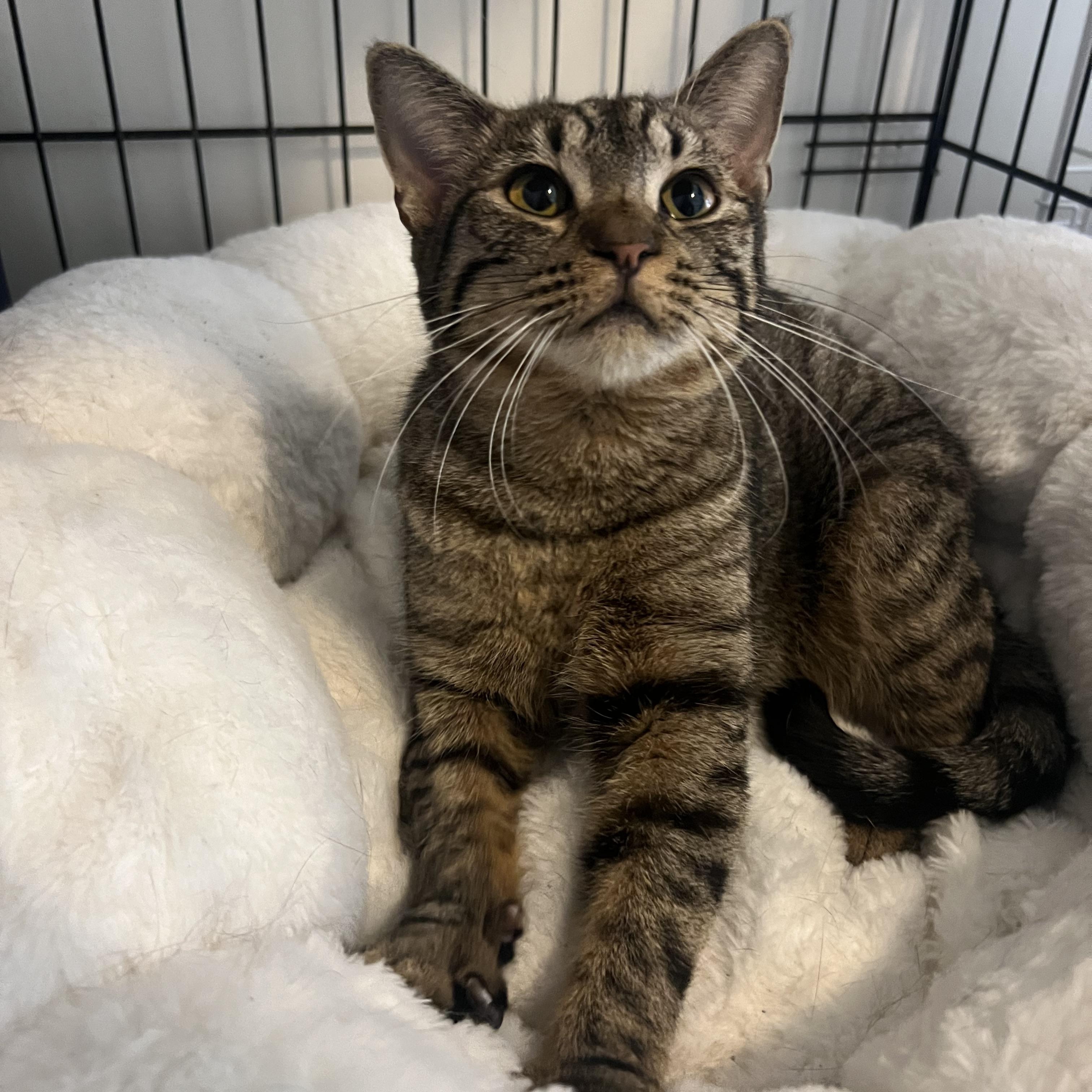 Enlarge Kia, a Adopted American Shorthair in Brooklyn, NY image 1/5