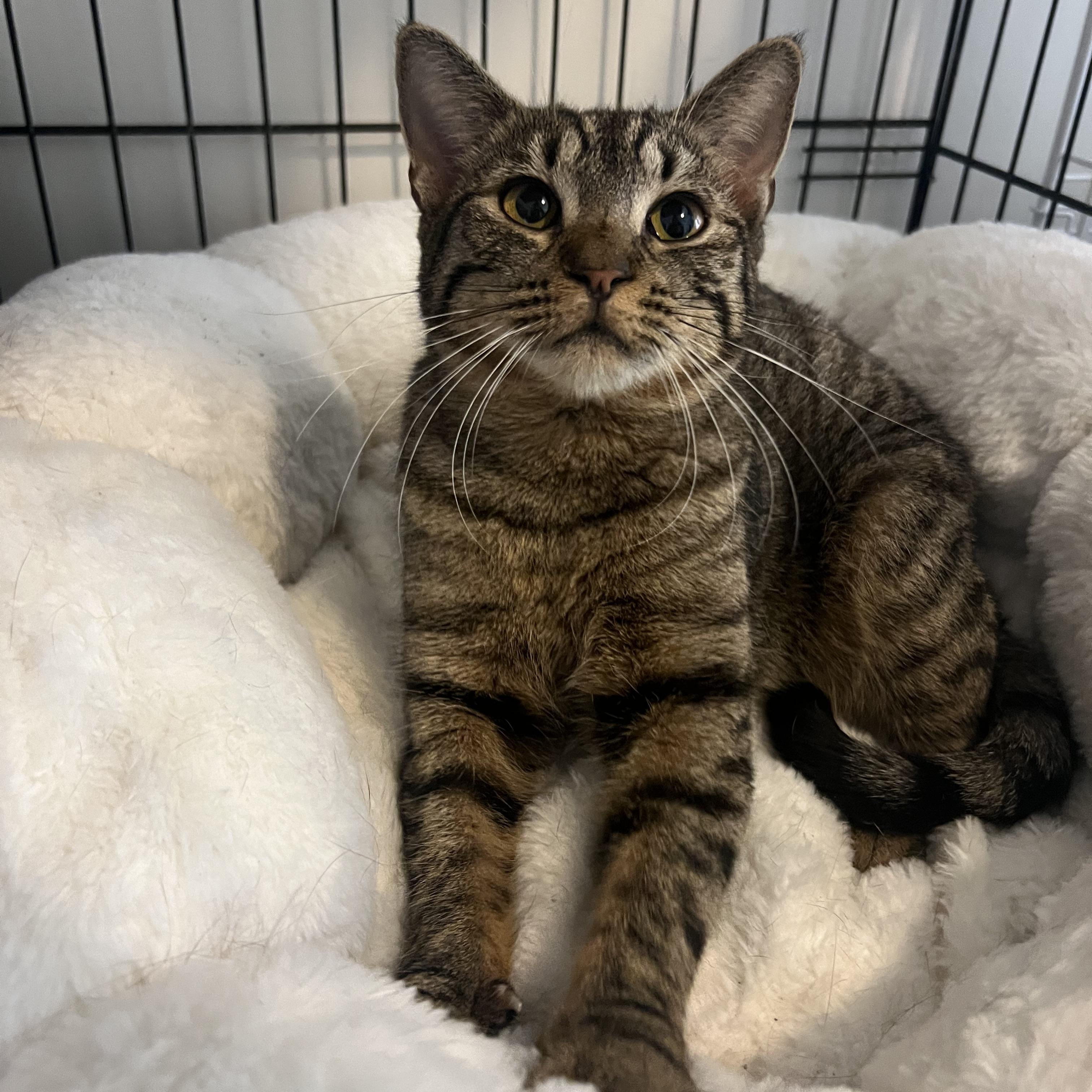 Enlarge Kia, a Adopted American Shorthair in Brooklyn, NY image 2/5