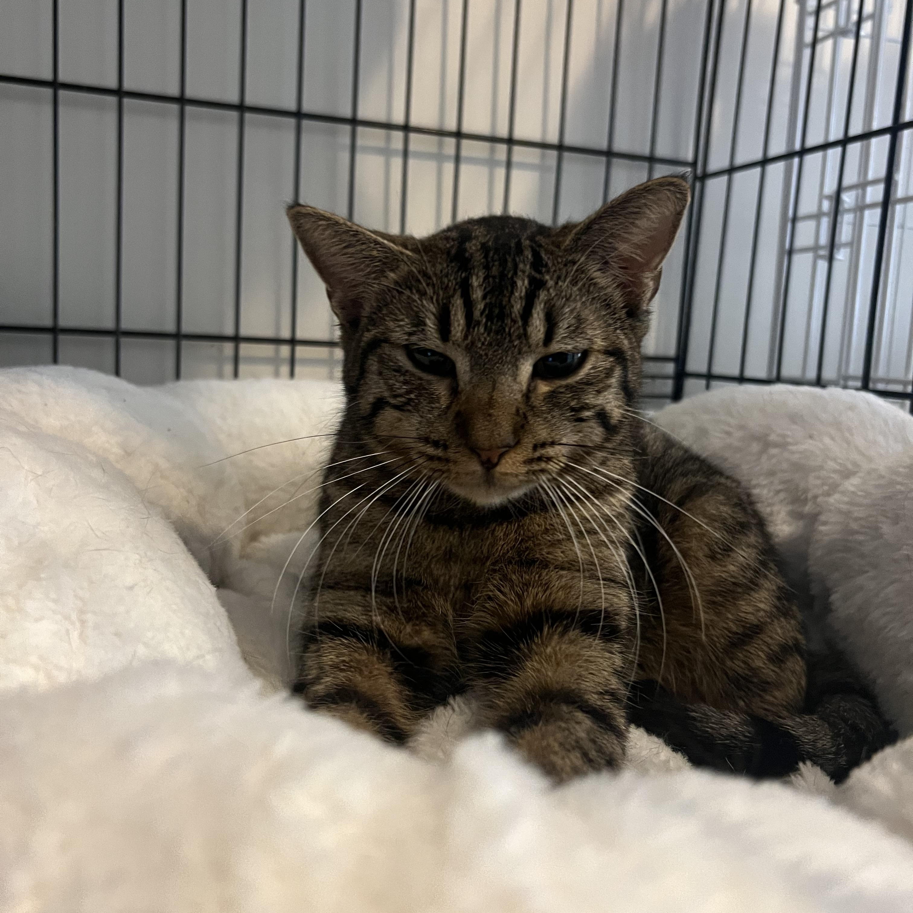 Enlarge Kia, a Adopted American Shorthair in Brooklyn, NY image 3/5