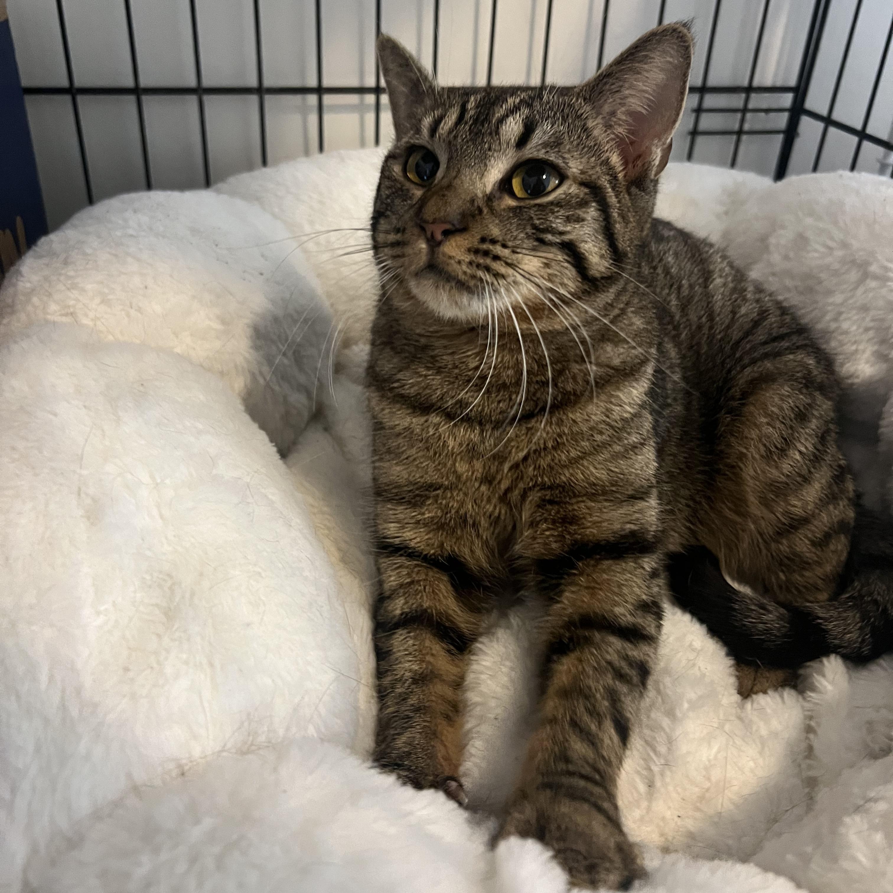 Enlarge Kia, a Adopted American Shorthair in Brooklyn, NY image 4/5