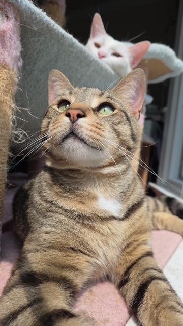 Enlarge Jakey, a Adoptable Domestic Short Hair in MANASSAS, VA image 2/6