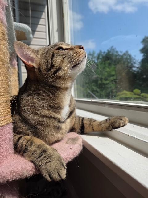 Enlarge Jakey, a Adoptable Domestic Short Hair in MANASSAS, VA image 1/6