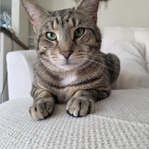 Enlarge Jakey, a Adoptable Domestic Short Hair in MANASSAS, VA image 4/6