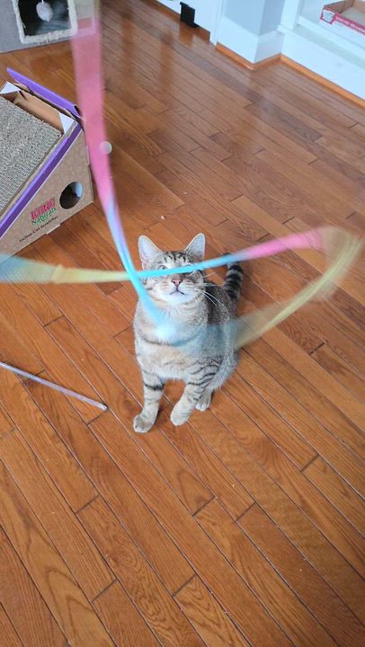 Enlarge Jakey, a Adoptable Domestic Short Hair in MANASSAS, VA video 6/6